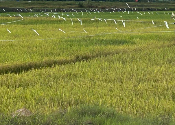 Pemanfaatan Teknologi Pertanian di Desa Segihan Terus Dikembangkan